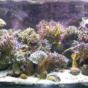Some old pictures of my tank