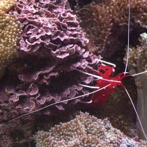 Purple Plate Coralline Algae (mesophyllum sp)