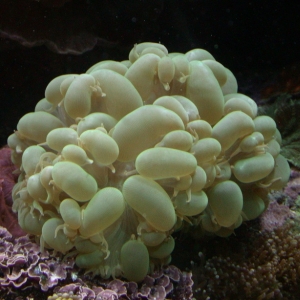 Bubble coral (Plerogyra sinuosa)