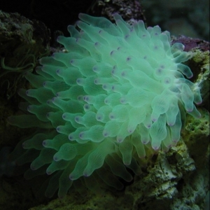 anemone