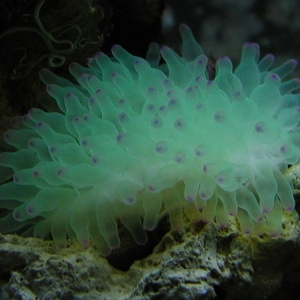 anemone1