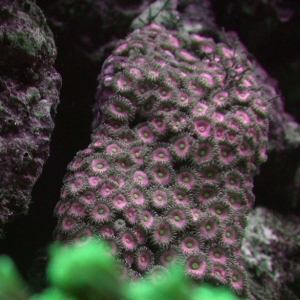 Pink Zoas