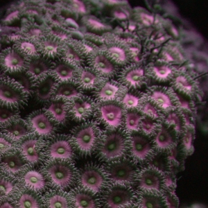 Pink Zoas