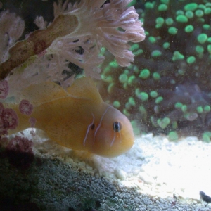 Citron Goby