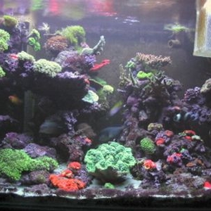 my 4 ft tank