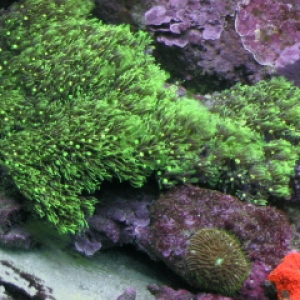 Green Star Polyps