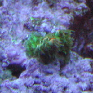 small green millis frag