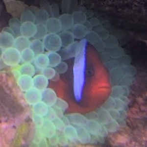 Clownfish with anemone
