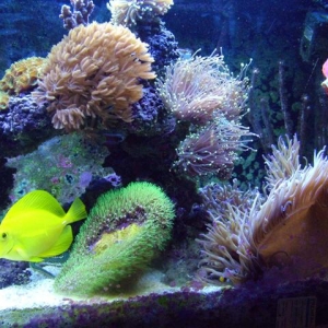 Yellow Tang