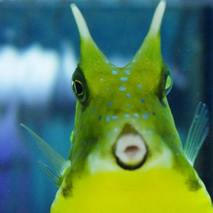 cowfish