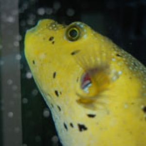 Golden Puffer!