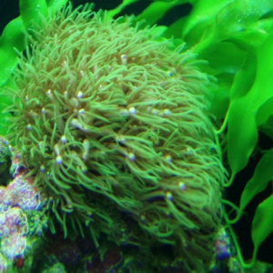 green star polyps