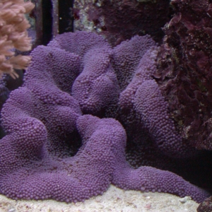 Purple_Haddoni_Anemone