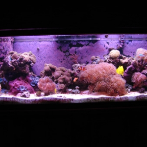 Full Tank Shot