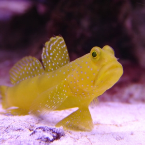 Watchman Goby