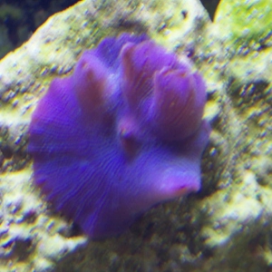 purple mushroom