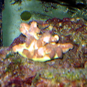 yellow coral