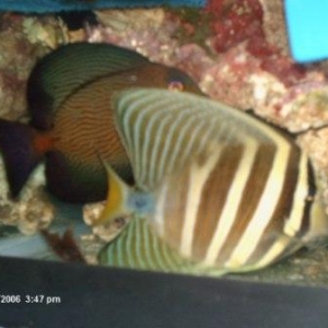 Sailfin and Chevron Tang