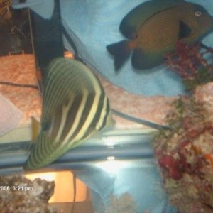 Chevron and Sailfin Tang