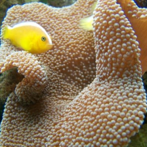 Anemone and Clownfish