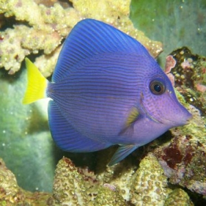 PURPLE TANG