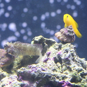 Yellow Goby and Lawnmower Blenny