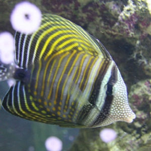 Sailfin