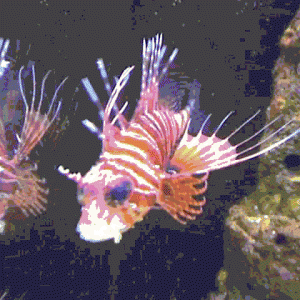 lionfish