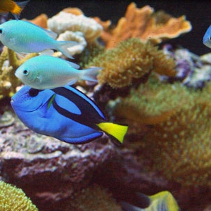 chromis and tang