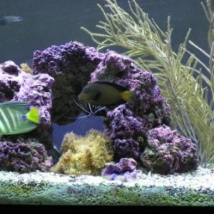 Chevron and Sailfin