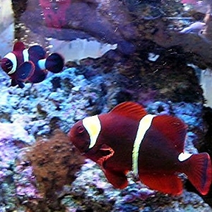 maroons_003