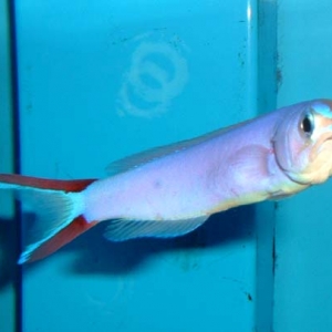 Purple Tilefish - Hoplolatilus purpureus