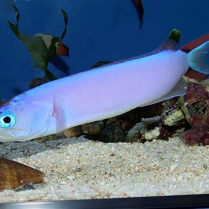 Purple Tilefish - Hoplolatilus purpureus