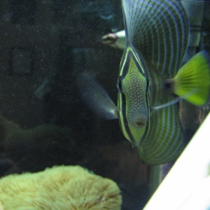 Who's watching who, Sailfin