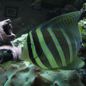 Sailfin