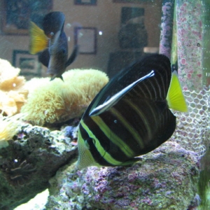 Wrasse Cleaning Station