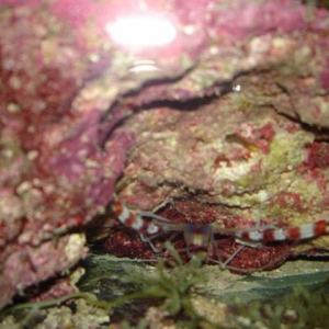 Mr. coral banded shrimpington