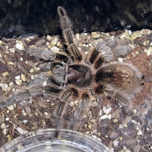 tarantula