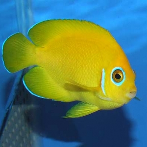 Lemonpeel Angelfish