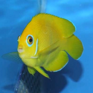 Lemonpeel Angelfish