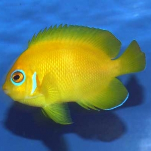 Lemonpeel Angelfish