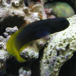 FlameTail Blenny 1