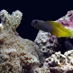 Flametail Blenny 2
