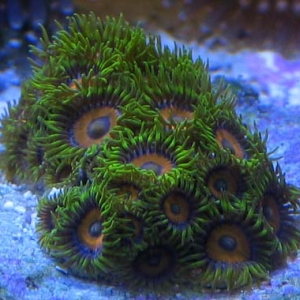 Zooanthids