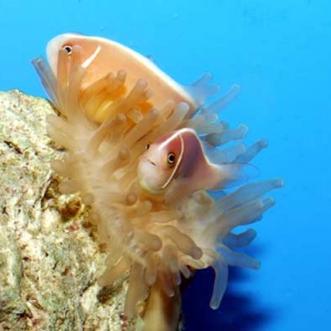 Pink Skunk Clownfish