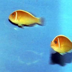 Pink Skunk Clownfish