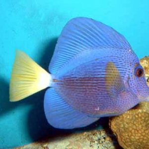 Purple Sailfin Tang