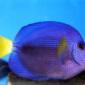 Purple Sailfin Tang