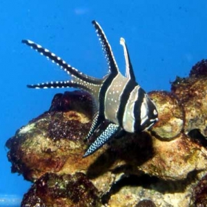 Banggai Cardinalfish