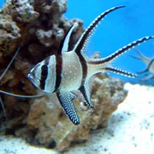 Banggai Cardinalfish